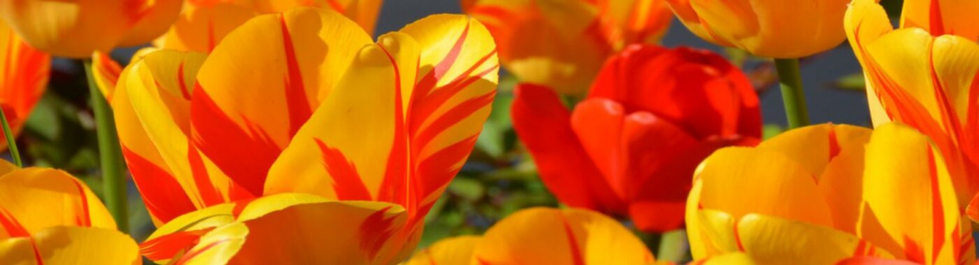 Red & Yellow Tulips