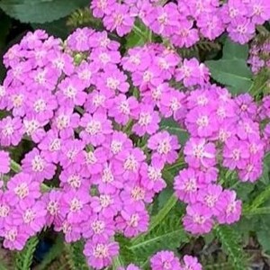 Achillea Lilac Beauty