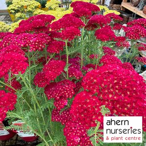 Achillea Pomegranate