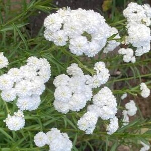 Achillea ptar. The Pearl