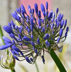 Agapanthus africanus