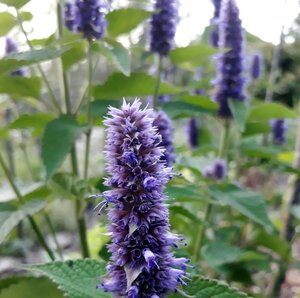 Agastache Black Adder
