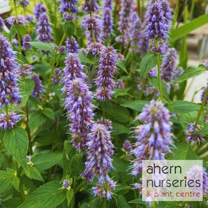 Agastache Purple Haze