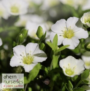Arenaria montana