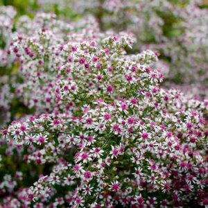 Aster Lady in Black
