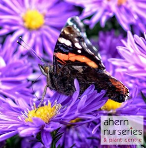 Aster Purple Dome