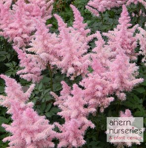 Astilbe Erika