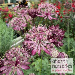 Astrantia Pink Pride