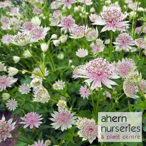 Astrantia Shaggy