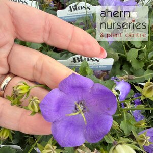 Campanula carpatica Pearl Blue