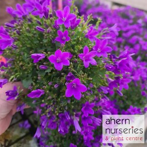 Campanula Muralis