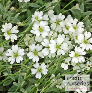 Cerastium Snow in Summer