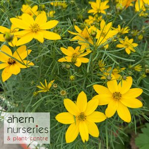Coreopsis vert. Zagreb