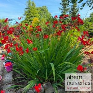 Crocosmia Lucifer