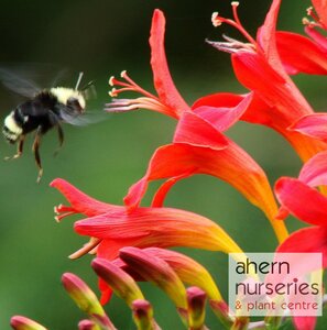 Crocosmia Red King