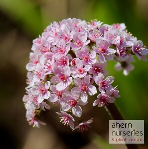Darmera peltata