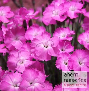 Dianthus Beauties Kahori