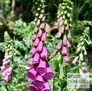 Digitalis Foxy Bee Mix