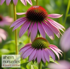 Echinacea Magnus Superior