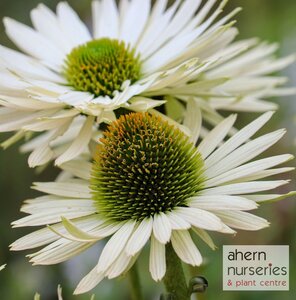 Echinacea White Swan