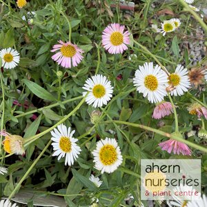 Erigeron karvinskianus Profusion