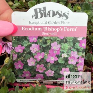Erodium Bishops Form