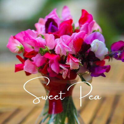 Growing sweet peas