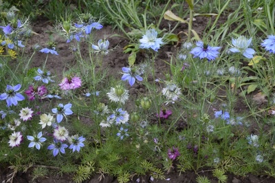 Hardy annuals to sow