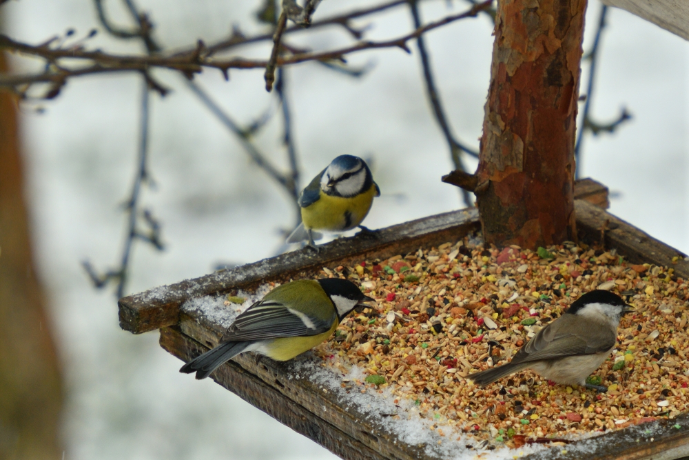 What Not To Feed Birds In Winter