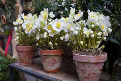 How to grow hellebores