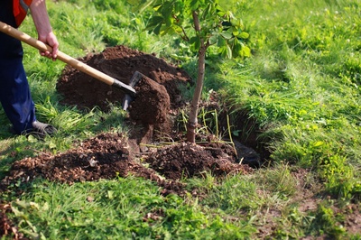 How to plant a tree