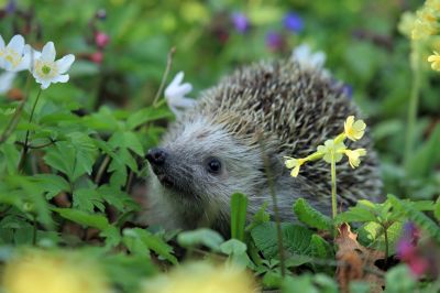 Just one in four of us come across Hedgehogs regularly in our Gardens