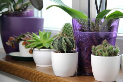 Move houseplants outdoors