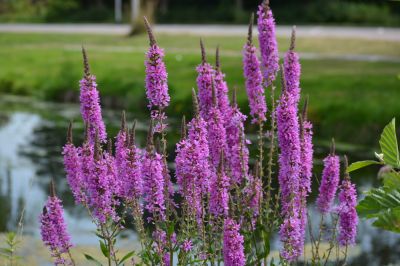 Once early summer shrubs finish flowering, it’s time to give them a prune