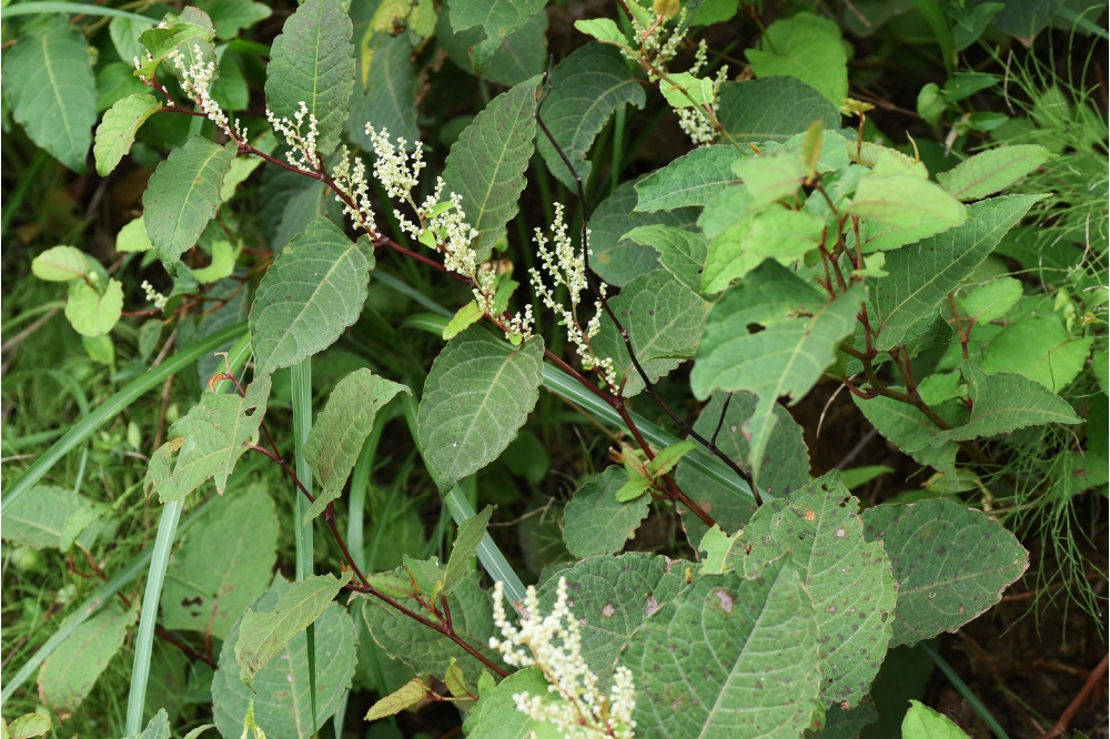 Say Goodbye To Invasive Japanese Knotweed Ahern Nurseries Limerick   Say Goodbye To Invasive Japanese Knotweed 1000x666 63e10e060a077 Og 