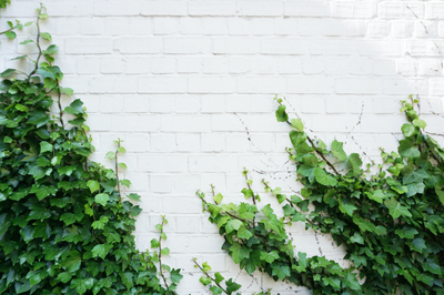 These are our tips for removing and managing Ivy