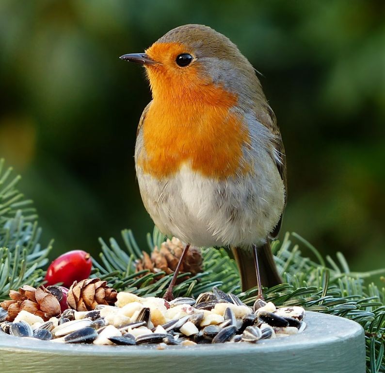 Spring Bird Watching - Ahern Nurseries - Limerick